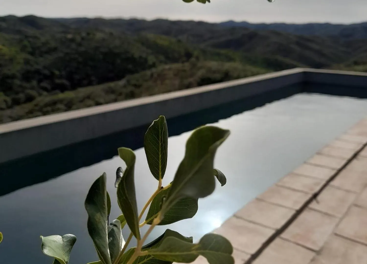 Natur Amendoa Alta Mora