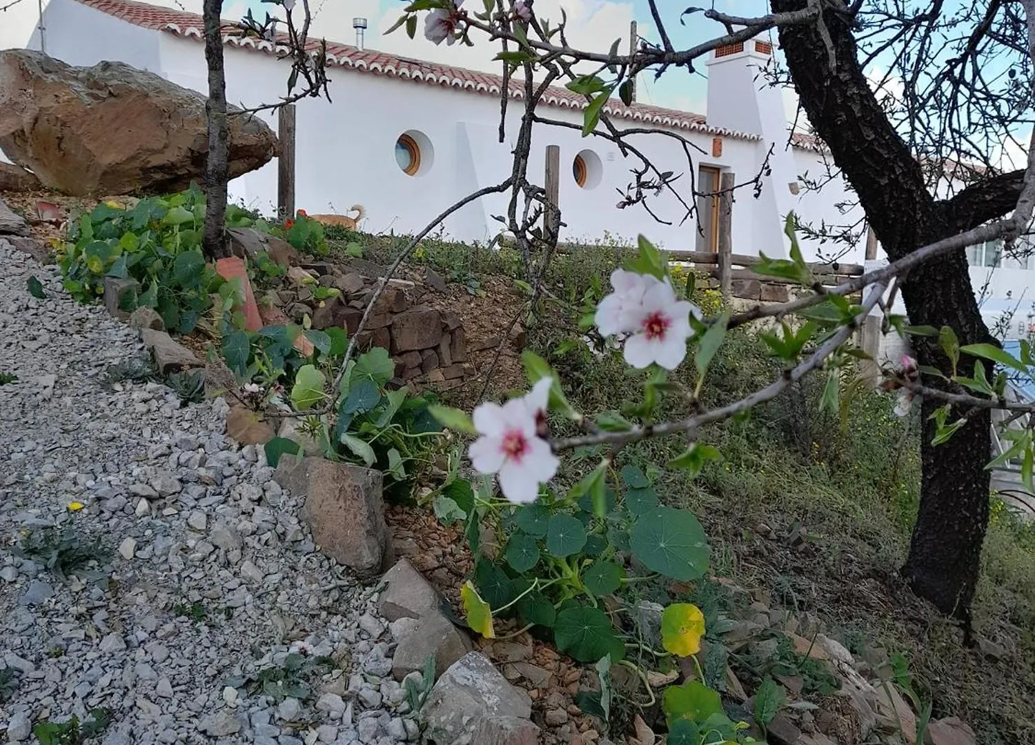 Natur Amendoa Alta Mora